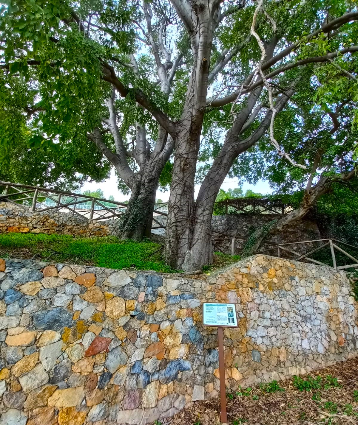 alberi pietra ligure