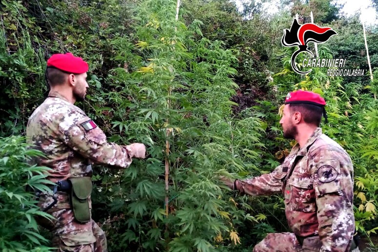 Palmi, Scoperte 1500 piante di cannabis, valore 2 milioni