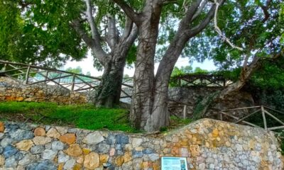 alberi pietra ligure