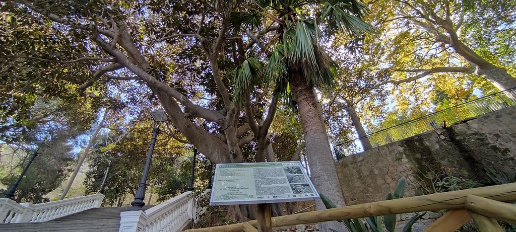  ‣ adn24 crotone | il ficus macrophylla: dichiarato albero monumentale - video