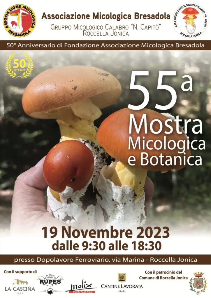 adn24 roccella jonica rc | 55esima mostra micologica video