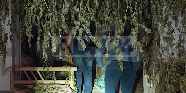  ‣ adn24 joppolo (vv) |scoperta vasta coltivazione di marijuana due arresti - video