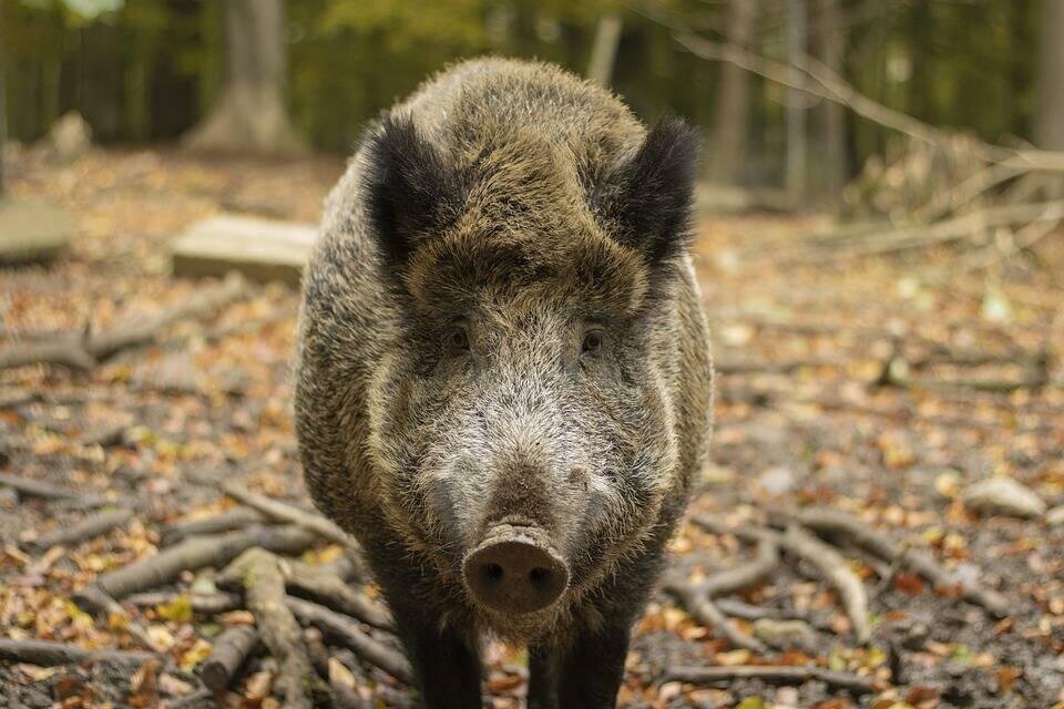 adn24 parma | primo caso di peste suina in un cinghiale morto