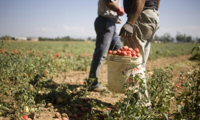  ‣ adn24 cagliari | sfruttamento del lavoro in un’azienda agricola a monastir: arrestato imprenditore