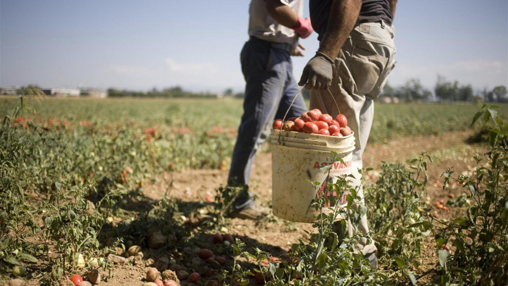 adn24 cagliari | sfruttamento del lavoro in unazienda agricola a monastir arrestato imprenditore