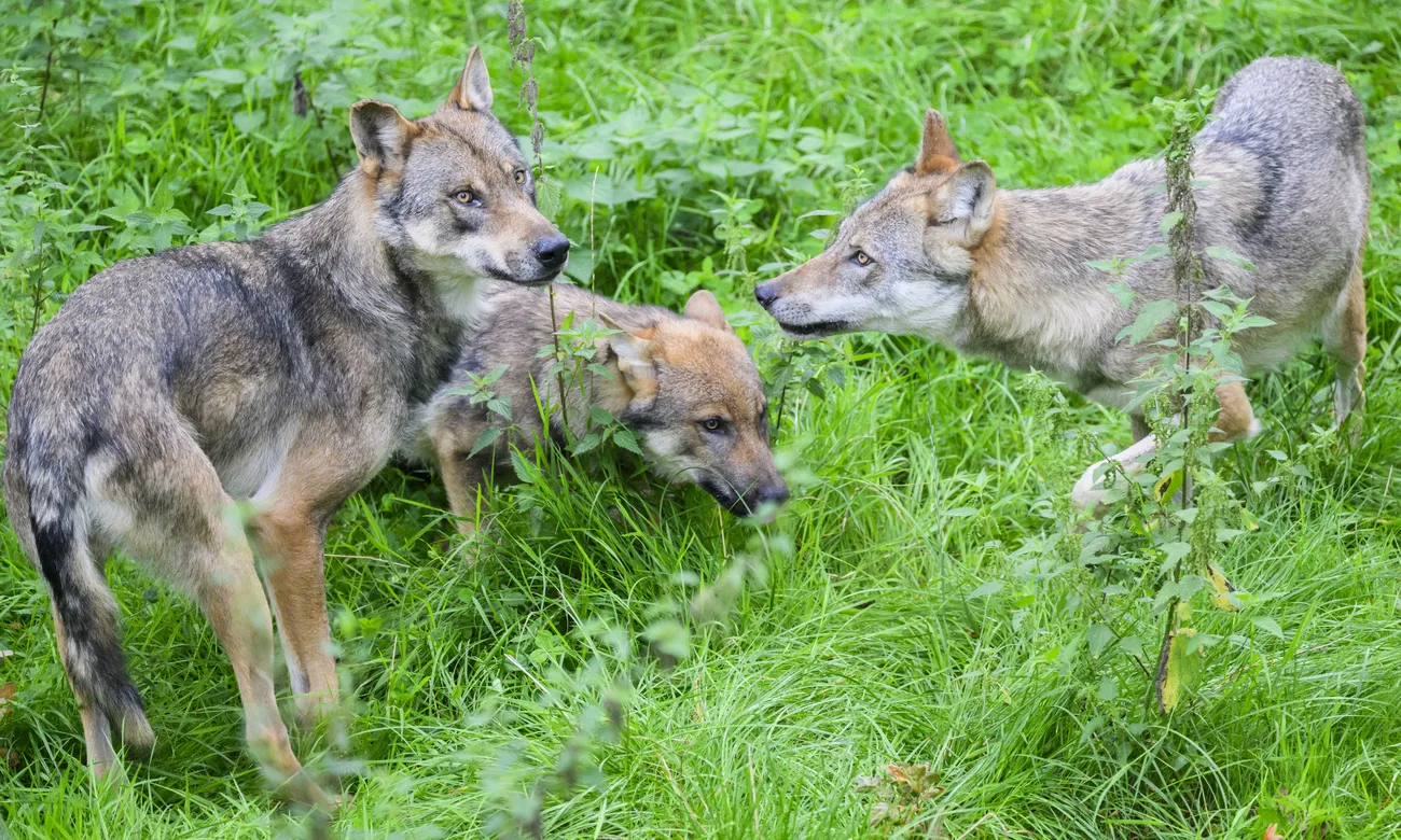  ‣ adn24 liguria| la regione già dal 2007 ha attenzionato sempre di più la presenza del lupo sul territorio