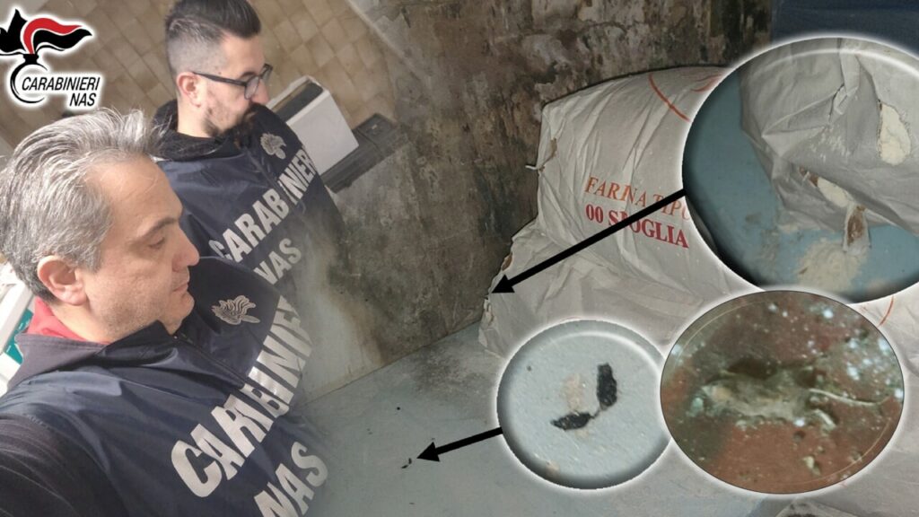 adn24 bologna | topi morti cibo scaduto e sporcizia orrori scoperti dal nas nei ristoranti storici foto