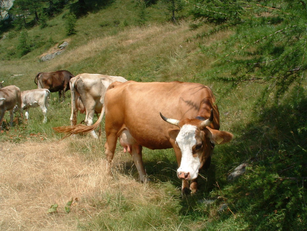 adn24 verbicaro cs | bovini che vagano invadendo anche terreni comunali sindaco ordina cattura e abbattimento