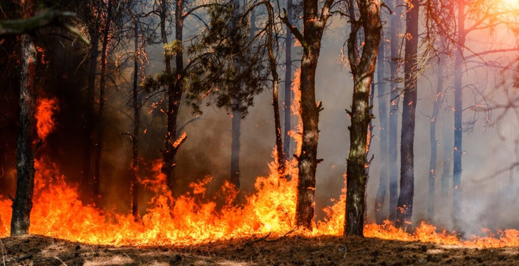 adn24 amazzonia | record di incendi sono stati 10mila nel 2024