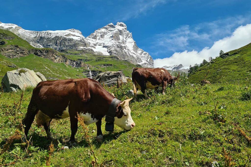 adn24 aosta | mucche morte dopo trattamento antiparassitario chiesta archiviazione