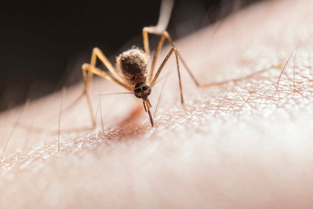 adn24 venezia | caso di chikungunya a spinea donna deceduta dopo puntura di zanzara tigre