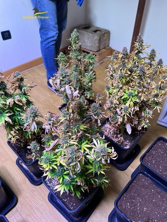  ‣ adn24 vicenza | 43enne coltivava in casa marijuana destinata allo spaccio: sequestrate 14 piante di cannabis