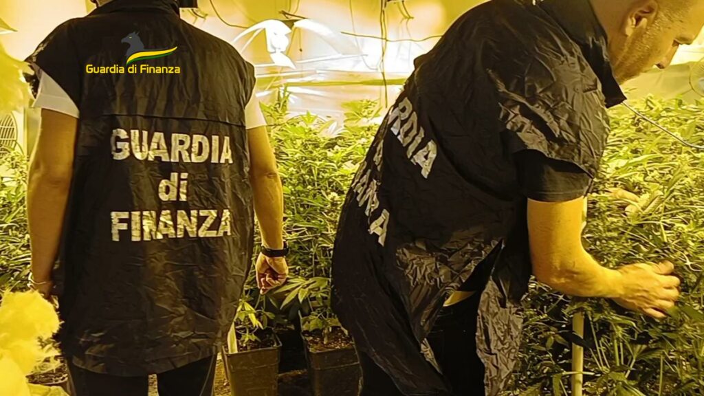 adn24 napoli | scoperto laboratorio clandestino di marijuana 115kg di sostanza sequestrati