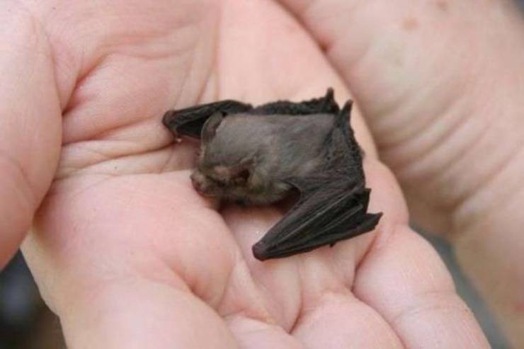 adn24 sai cheil mammifero più piccolo al mondo è un pipistrello