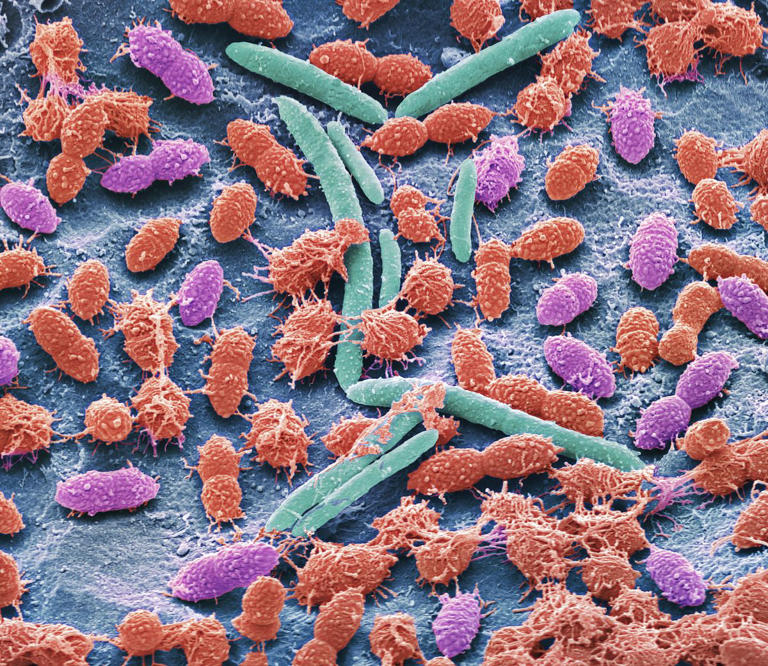 adn24 lo sai chedopo la morte una parte del corpo che continua a vivere