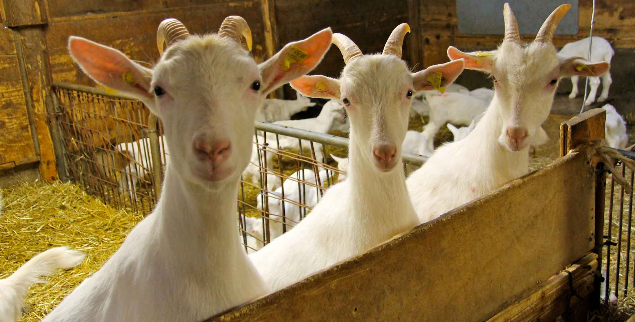 adn24 sardegna | aumentano i focolai di lingua blu dovuti alla circolazione del sierotipo 3