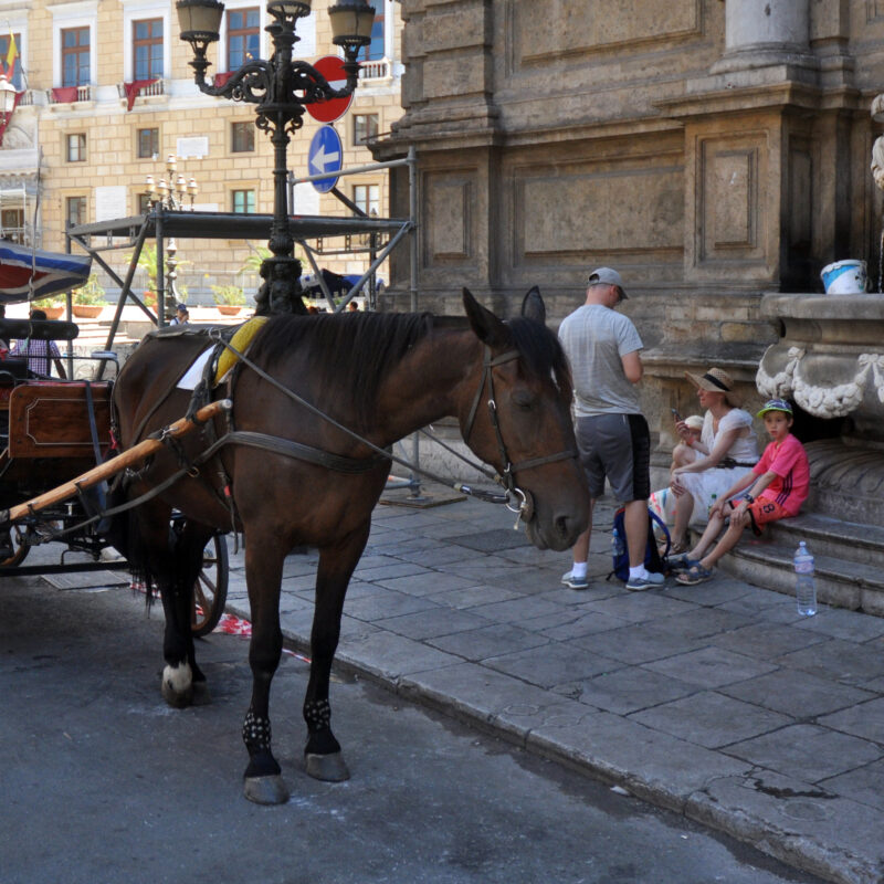 adn24 palermo | cavallo imbizzarrito rischia di travolgere passanti in corso vittorio emanuele