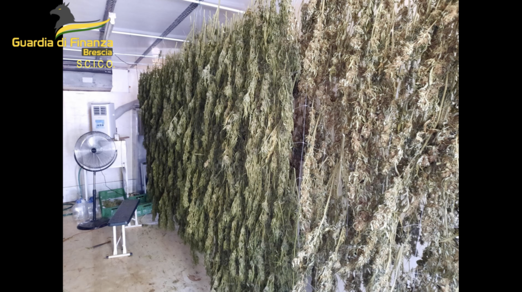 adn24 brescia | sequestrate oltre 23 tonnellate di marijuana 8 arresti per coltivazione e spaccio