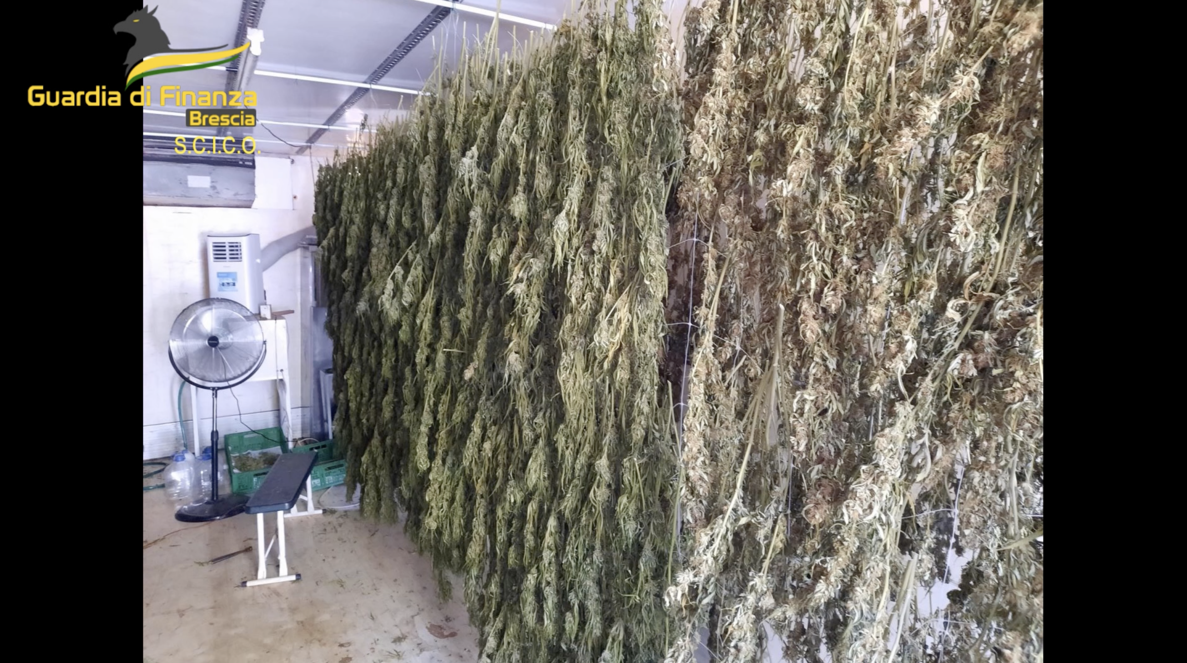 ‣ adn24 brescia | sequestrate oltre 2,3 tonnellate di marijuana: 8 arresti per coltivazione e spaccio