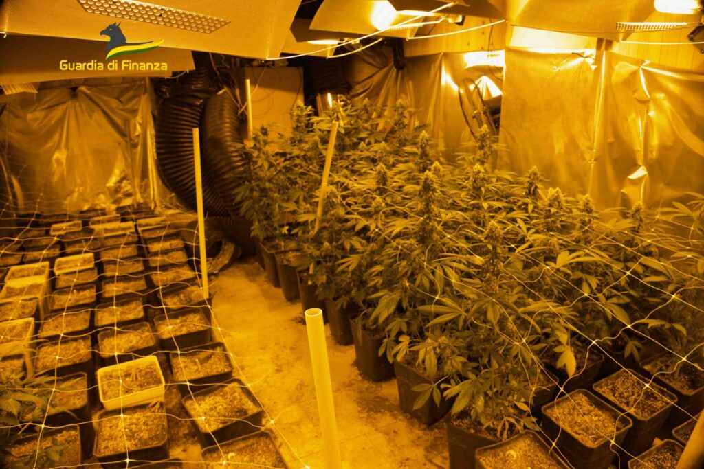 adn24 napoli scoperto laboratorio clandestino di marijuana in un immobile confiscato foto