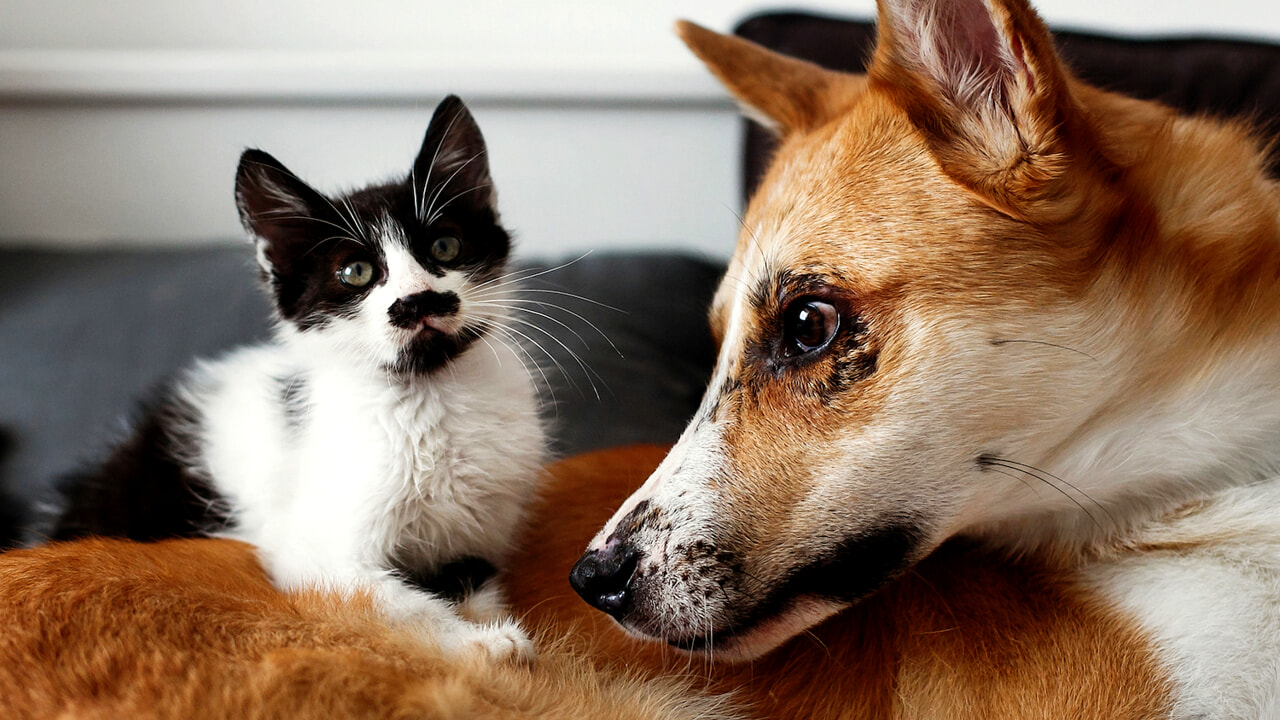 adn24 lo sai checani e gatti ci aiutano a combattere lo stress