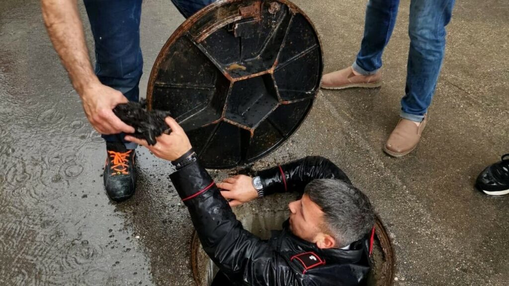 adn24 bari | gattino intrappolato nelle fogne salvato dai carabinieri