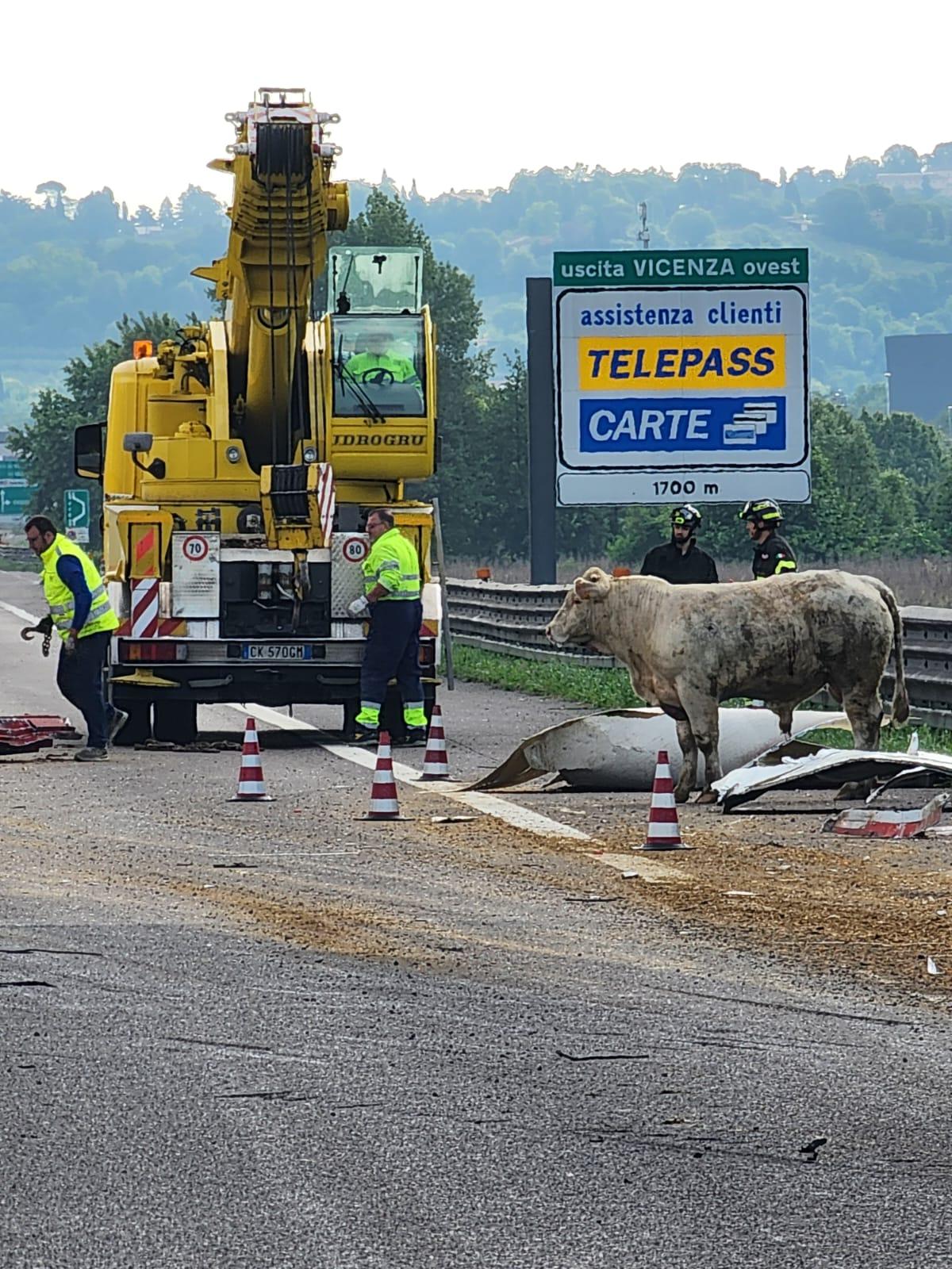 adn24 vicenza | camion carico di animali si ribalta sulla a4 traffico bloccato e bestiame lungo la carreggiata