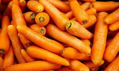  ‣ adn24 sai perche...le carote sono arancioni?