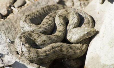  ‣ adn24 sai che...esiste un serpente che si ricopre di feci e sanguina per fingersi morto?