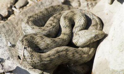 adn24 sai cheesiste un serpente che si ricopre di feci e sanguina per fingersi morto