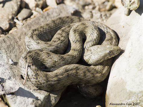 adn24 sai cheesiste un serpente che si ricopre di feci e sanguina per fingersi morto