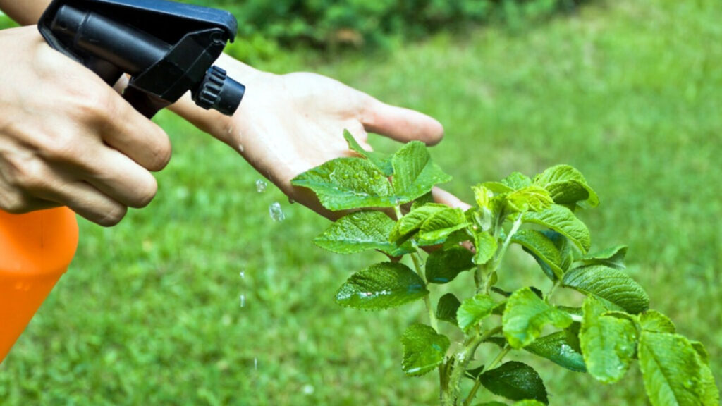 adn24 diano marina im | arriva unordinanza per regolamentare lutilizzo di antiparassitari pesticidi e affini