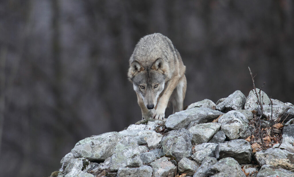 adn24 genova | regione liguria e aree protette alpi marittime continua il progetto life wolfalps