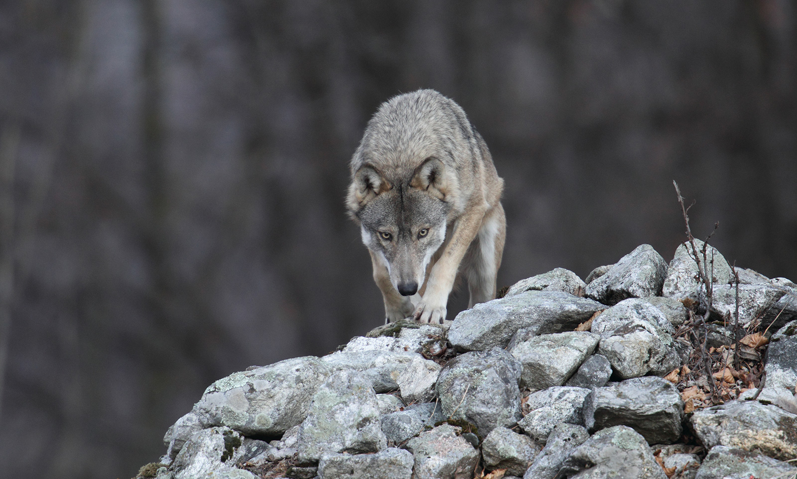  ‣ adn24 genova | regione liguria e aree protette alpi marittime: continua il progetto life wolfalps