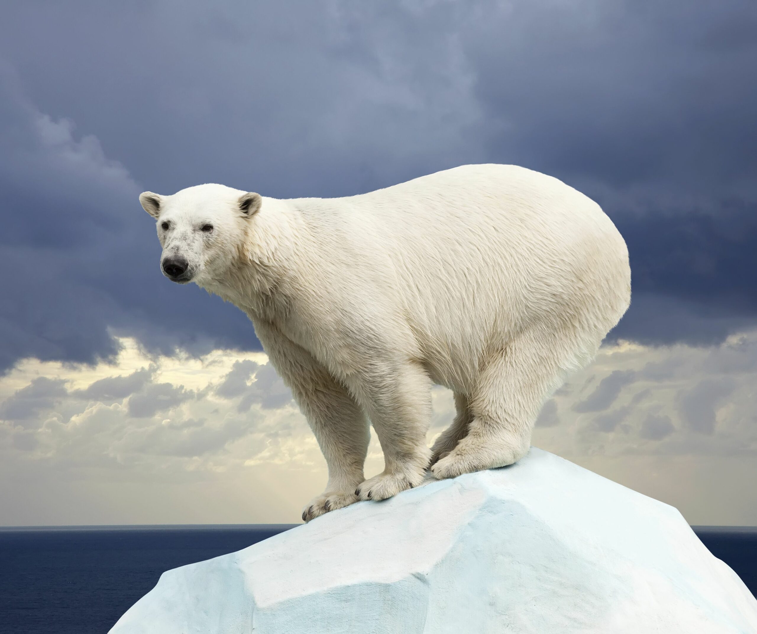  ‣ adn24 tutto quello che (forse) non sai sull’orso polare