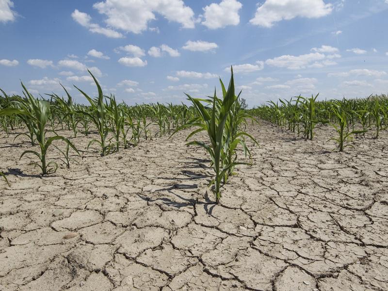  ‣ adn24 policoro (mt) | siccità: dichiarato lo stato di calamità