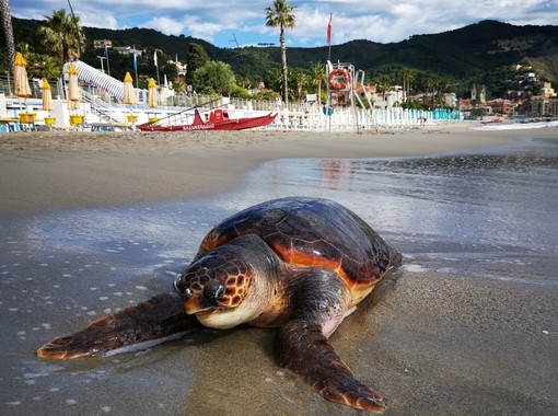  ‣ adn24 laigueglia (sv) | la carcassa di una tartaruga spiaggiata sul litorale della baia del sole