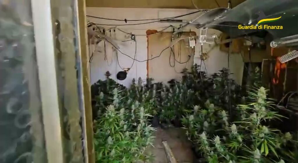 adn24 cagliari | sequestrate 100 piante di marijuana in un capannone