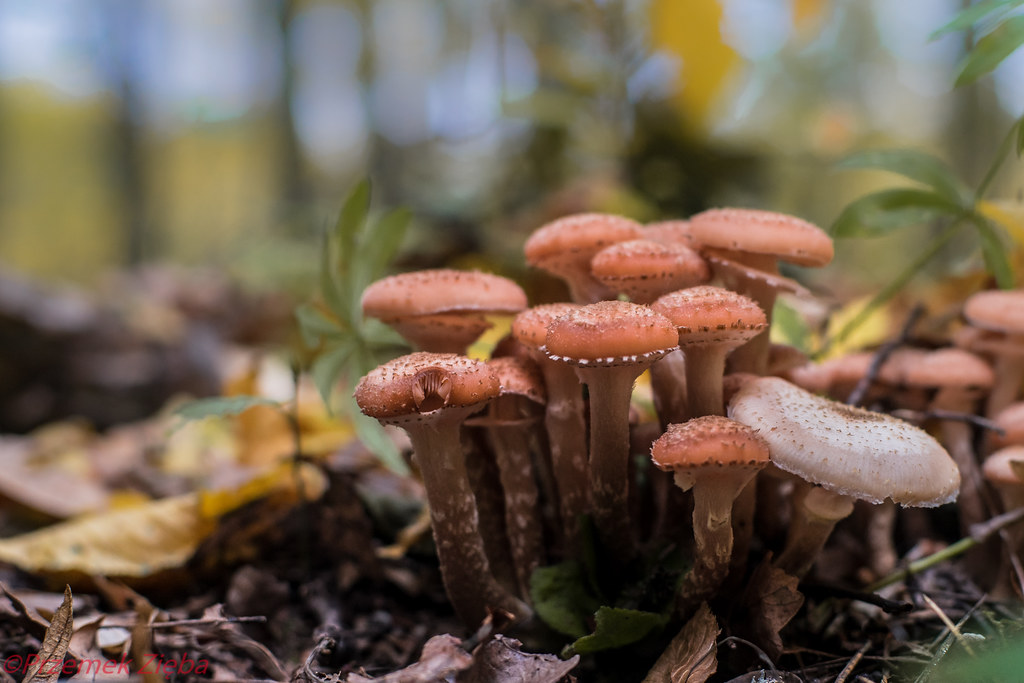 adn24 la più grande struttura vivente sulla terra la rete di funghi giganti delloregon