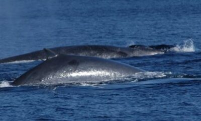  ‣ adn24 vado ligure (sv) | sulle navi gialle è ripreso il monitoraggio dei cetacei del santuario pelagos