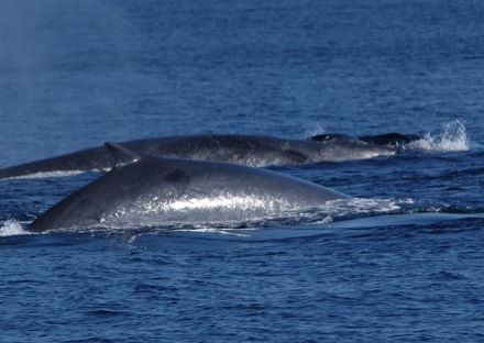  ‣ adn24 vado ligure (sv) | sulle navi gialle è ripreso il monitoraggio dei cetacei del santuario pelagos
