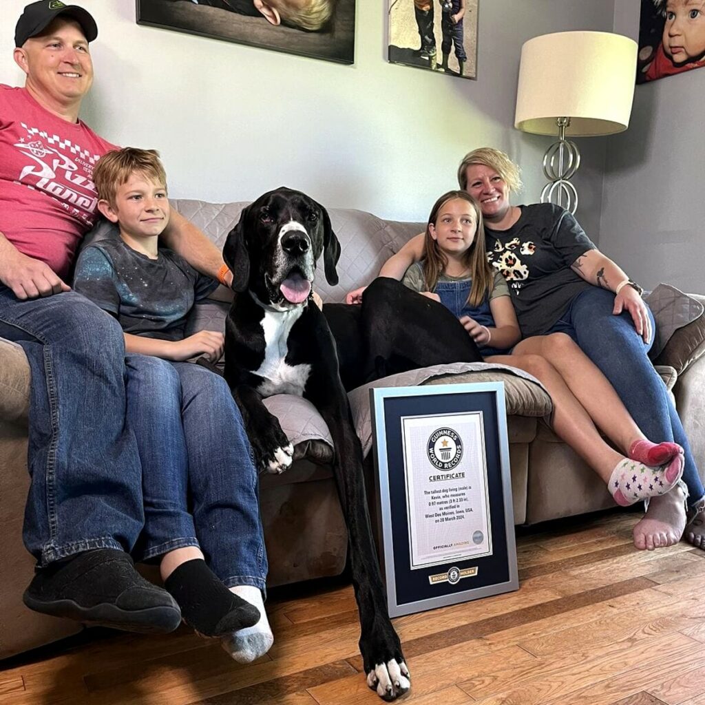 adn24 kevin il cane più alto del mondo morto dopo il guinness world record