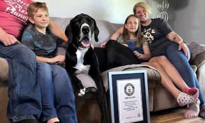  ‣ adn24 kevin, il cane più alto del mondo, morto dopo il record