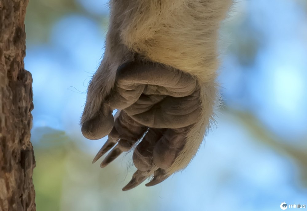 adn24 lo sai che le impronte digitali dei koala sono uniche come per luomo