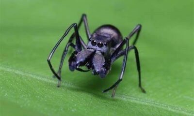  ‣ adn24 sai che... i ragni femmina vivono di più se si prendono cura dei piccoli?