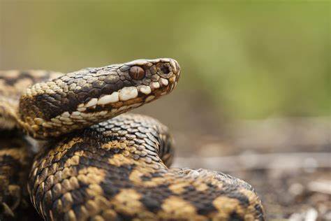 adn24 bollate mi | presenza di serpenti provvedimenti del comune