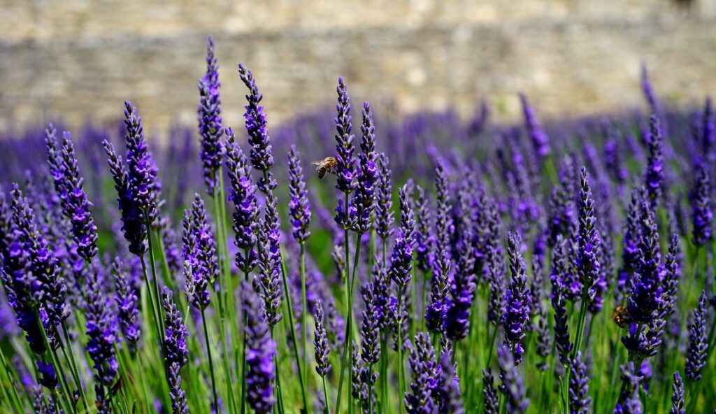 adn24 sai chela lavanda oltre al profumo inebriante allontana gli spiriti maligni