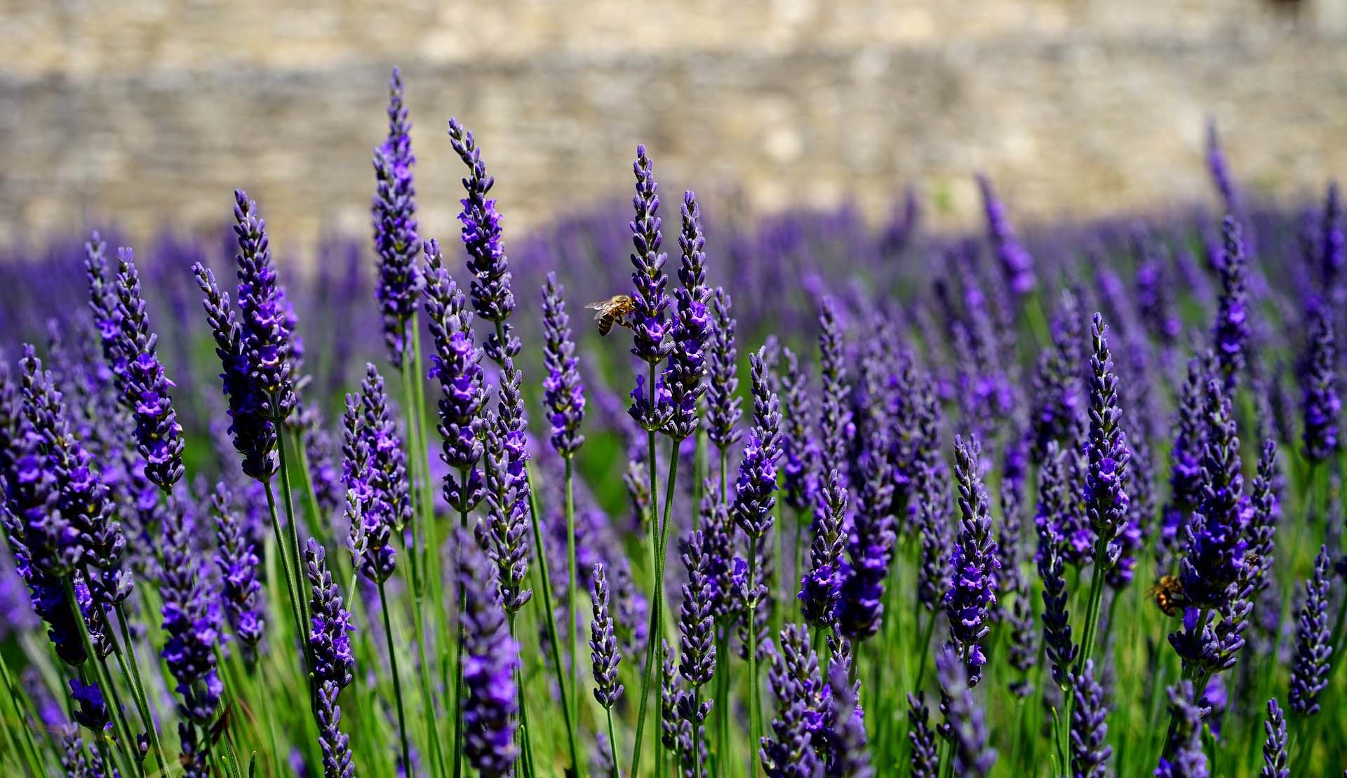 adn24 sai chela lavanda oltre al profumo inebriante allontana gli spiriti maligni