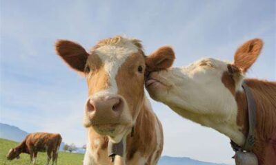  ‣ adn24 sai che... esiste una tassa sulle "puzzette" del bestiame?
