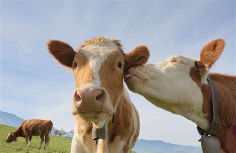  ‣ adn24 sai che....uno studio rivela che le mucche adorano il contatto con le persone?